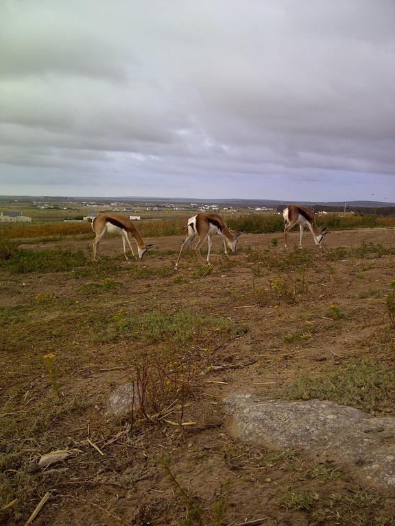 The Stables Accommodation Langebaan Esterno foto