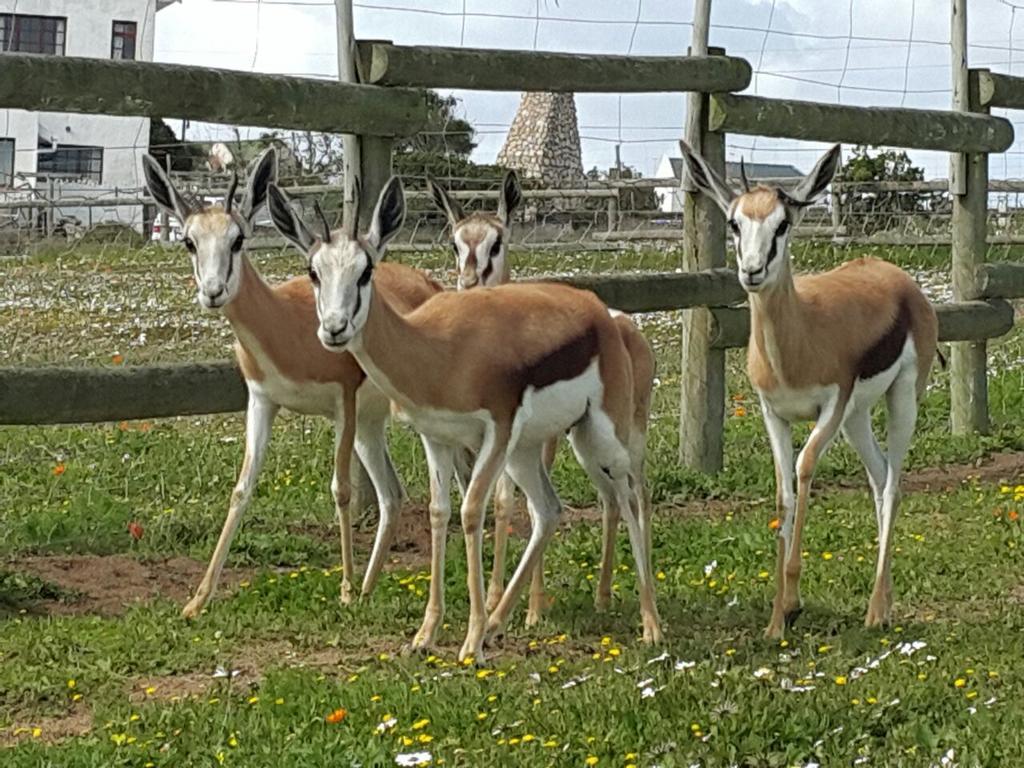 The Stables Accommodation Langebaan Esterno foto