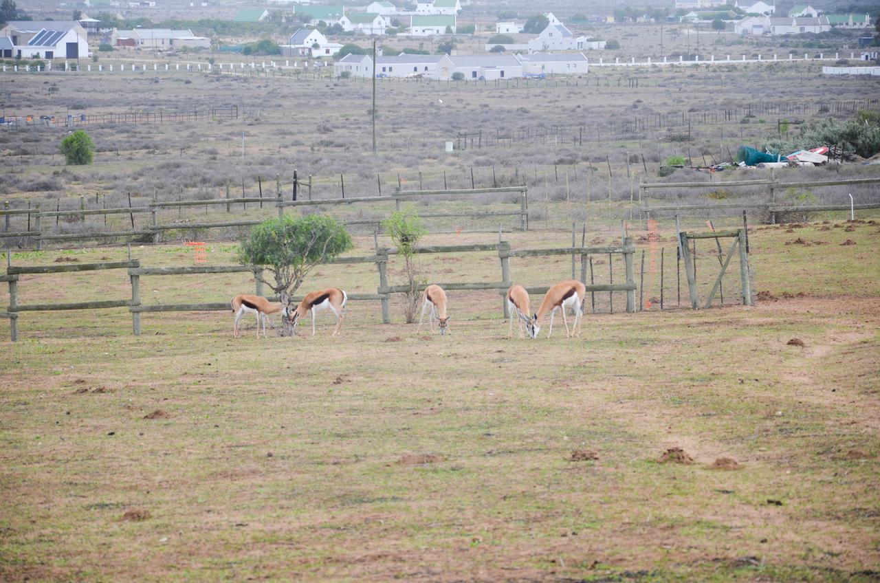 The Stables Accommodation Langebaan Esterno foto